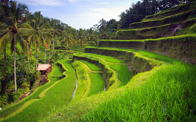 Bali - Ubud Turu Rotası Harikalar Diyarı THY İle 